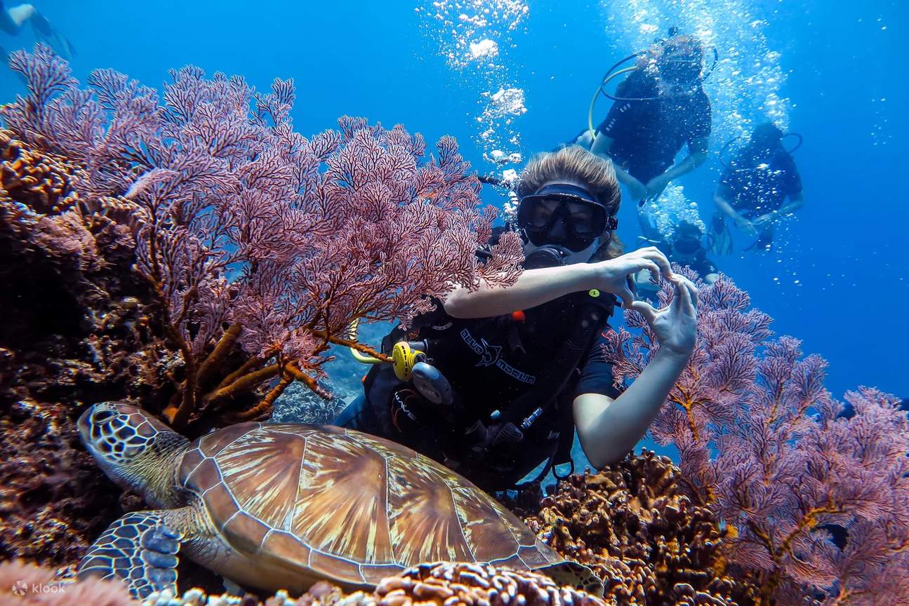 Le royaume sous-marin de Lombok devient votre terrain de jeu en tant qu'Advanced Open Water Diver, où l'aventure et le développement des compétences se combinent dans une symphonie d'exploration aquatique.