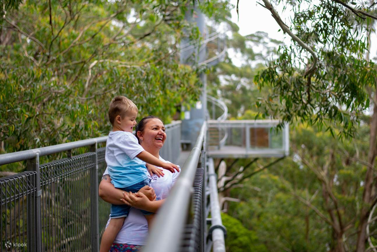 passeggiata sulle cime degli alberi nell'oceano pacifico illawarra fly