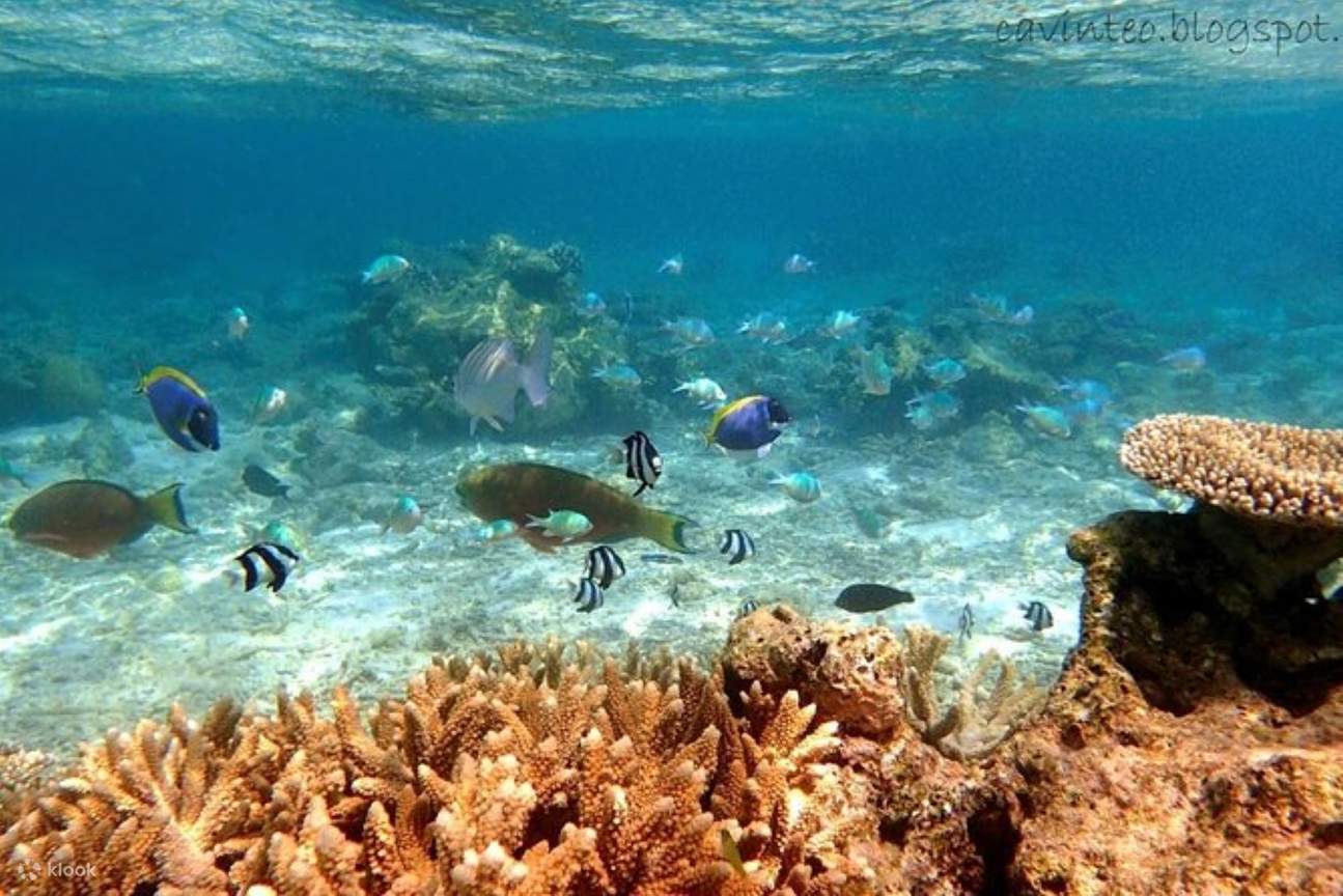 Hamata & Qulaan Inseln Schnorchel-Ausflug mit Mittagessen und Transfer - Marsa Alam