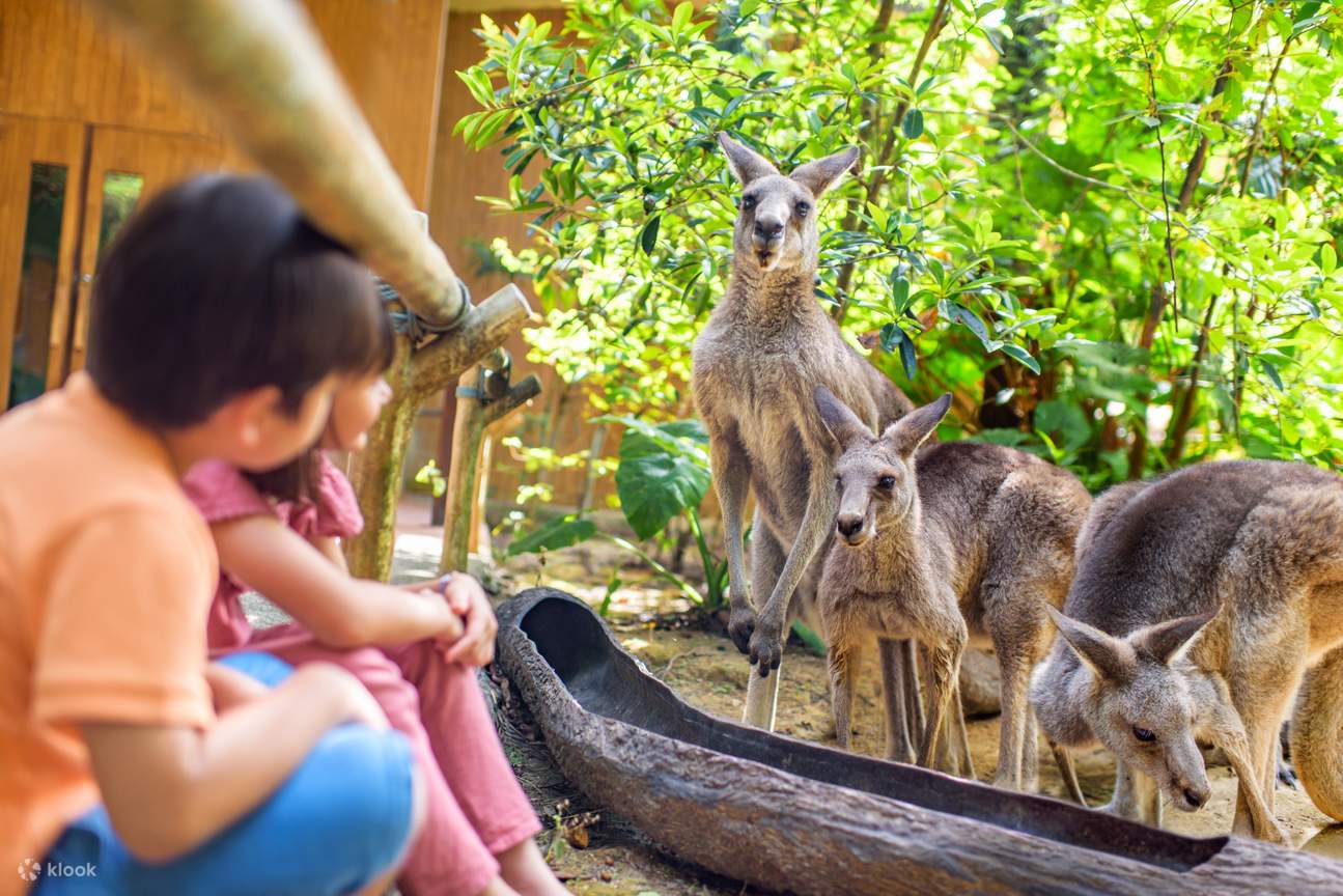 australasia in singapore zoo kangaroos