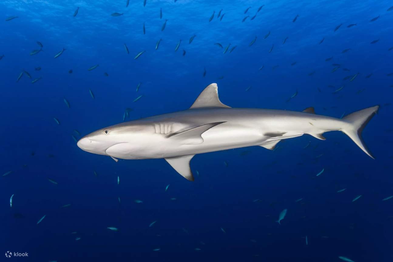 Explore the underwater realm of Danjugan Island, where the presence of sharks adds an exciting element to the marine sanctuary, showcasing the delicate balance of predator and prey.