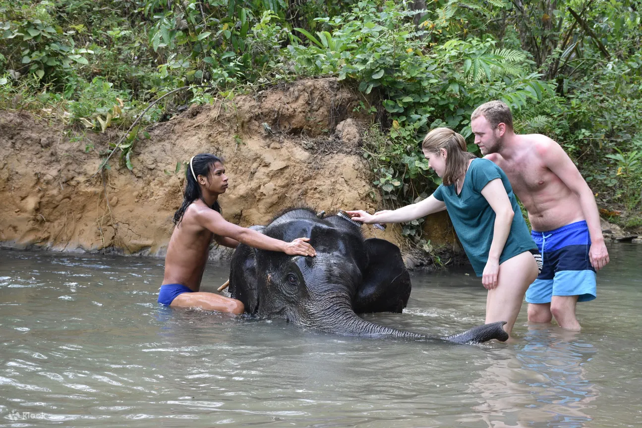 Krabi Elephant Care House