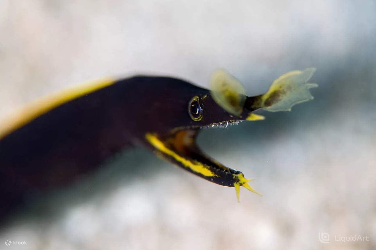 Beneath the surface of Danjugan Island's seas, the ribbon eel gracefully weaves through the coral formations, a captivating underwater dance that highlights the island's unique biodiversity.