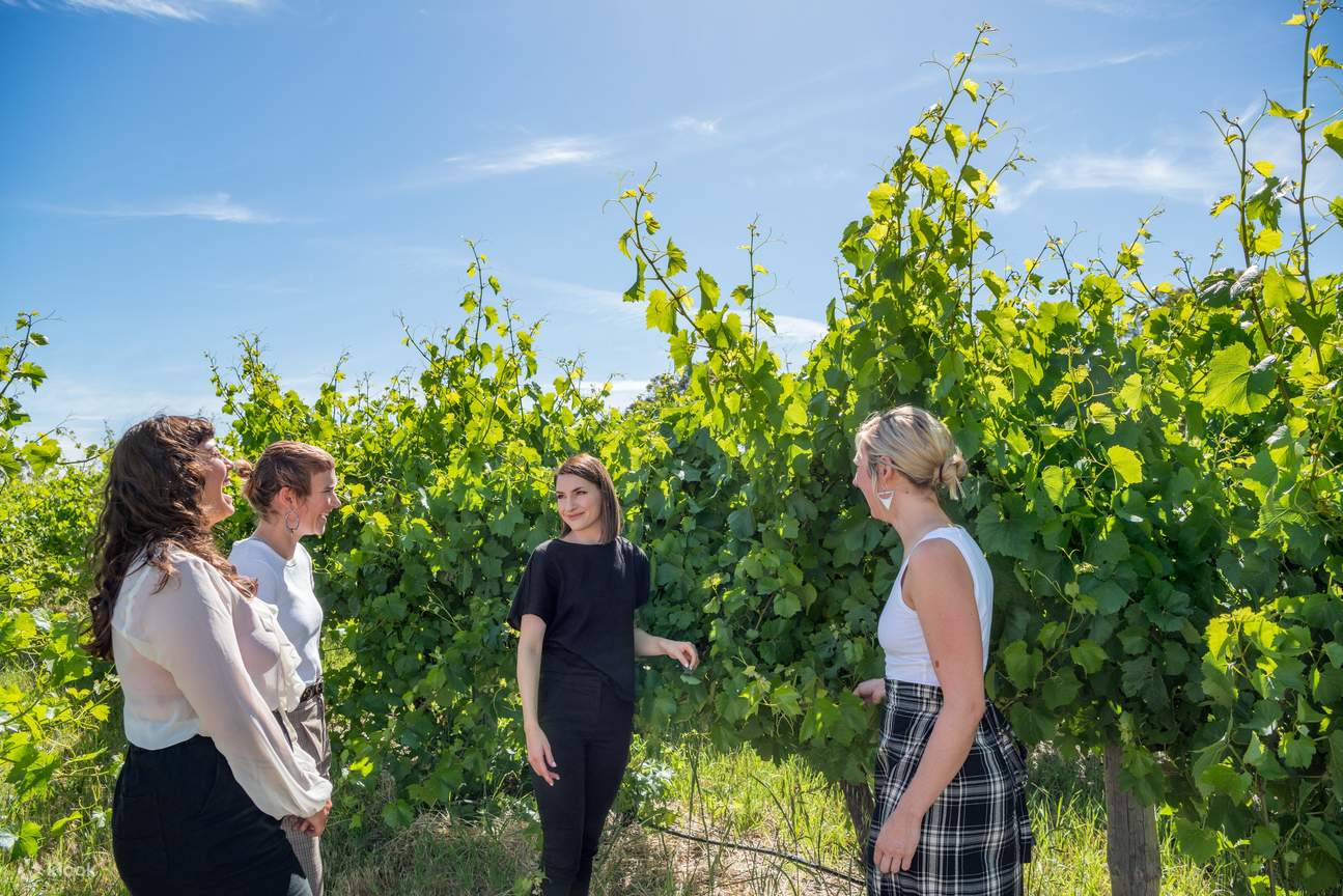 Explore, Wine & Dine in McLaren Vale Klook Canada