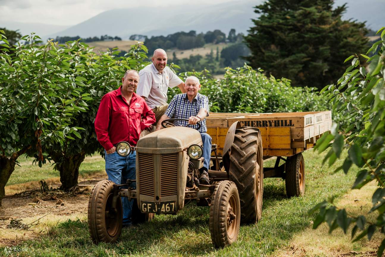 Cherry Picking at CherryHill Orchards Klook Australia
