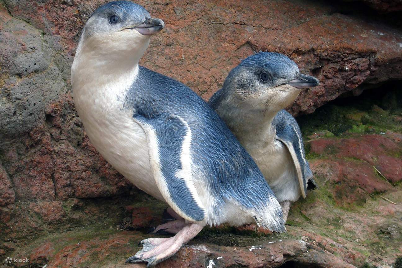 Pohatu & Flea Bay Penguin Watching Tour from Christchurch - Klook