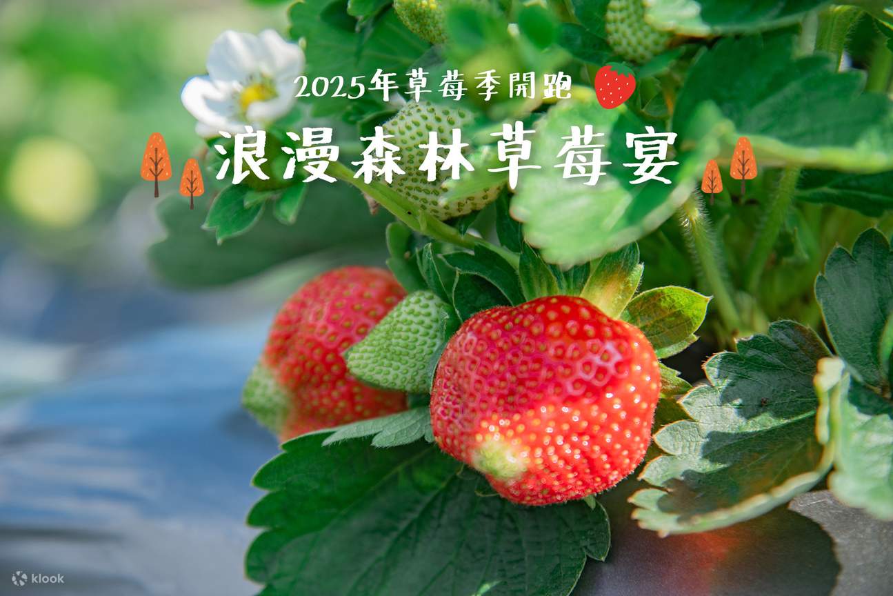 浪漫森林草莓宴