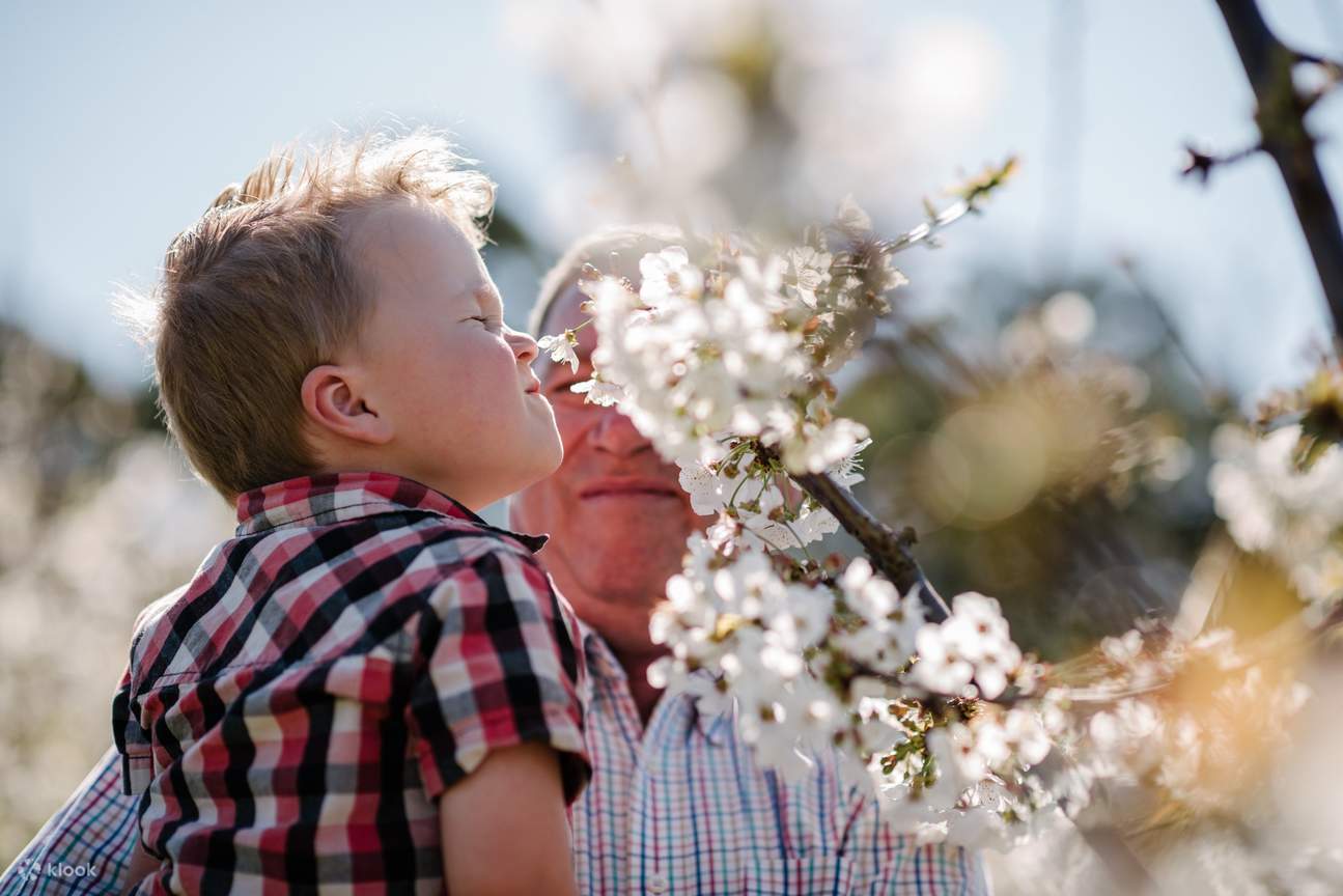 Pesta Cherry Blossom di CherryHill Orchards