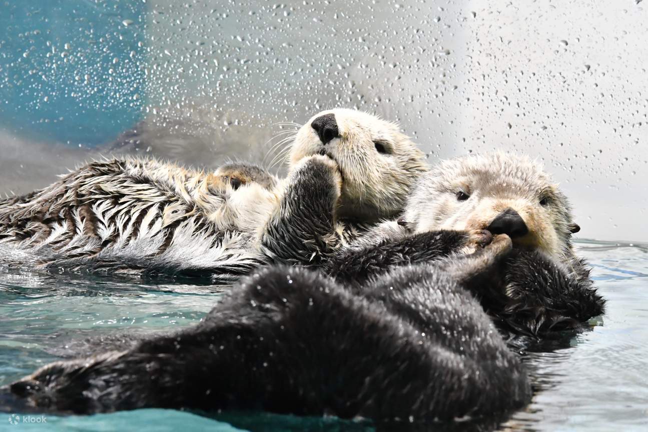 berang-berang di Uminonakamichi Marine World Fukuoka 