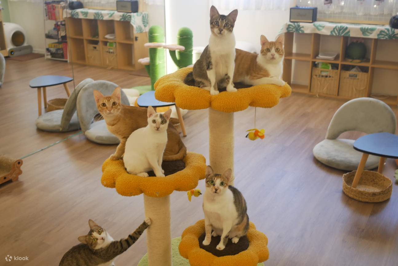 Namaoste Catga. Hong Kong Kwun Tong Cat Cafe. Cat Sharing Space