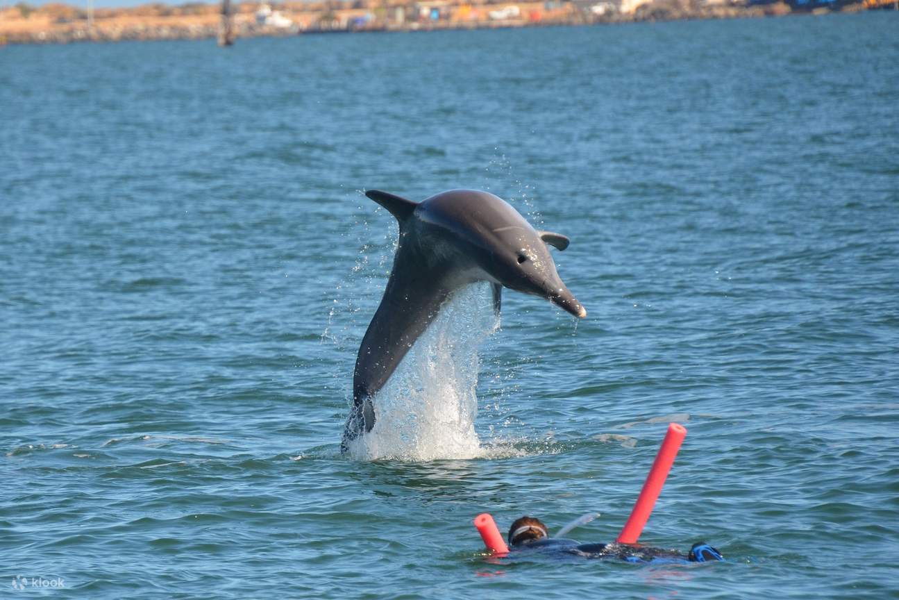 班伯里與野生海豚共遊體驗