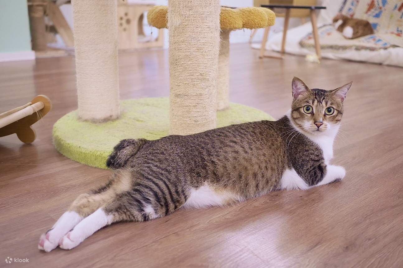 Namaoste貓伽. Katzen-Café in Kwun Tong, Hongkong. Katzen-Gemeinschaftsraum