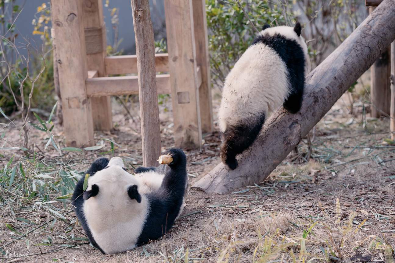 Chengdu Giant Panda Breeding Base Half-Day Tour with Guide, Companion ...