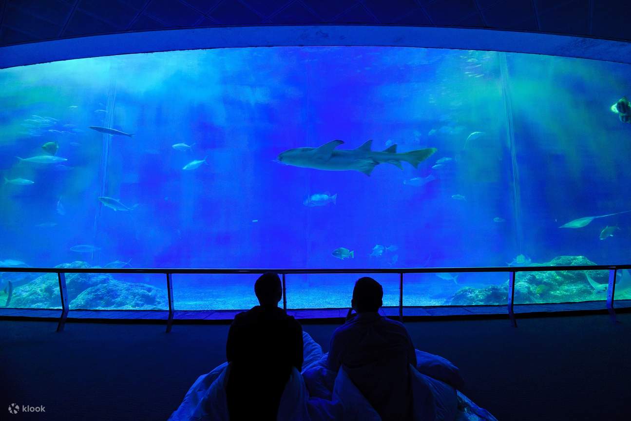 夜の水族館にお泊まり