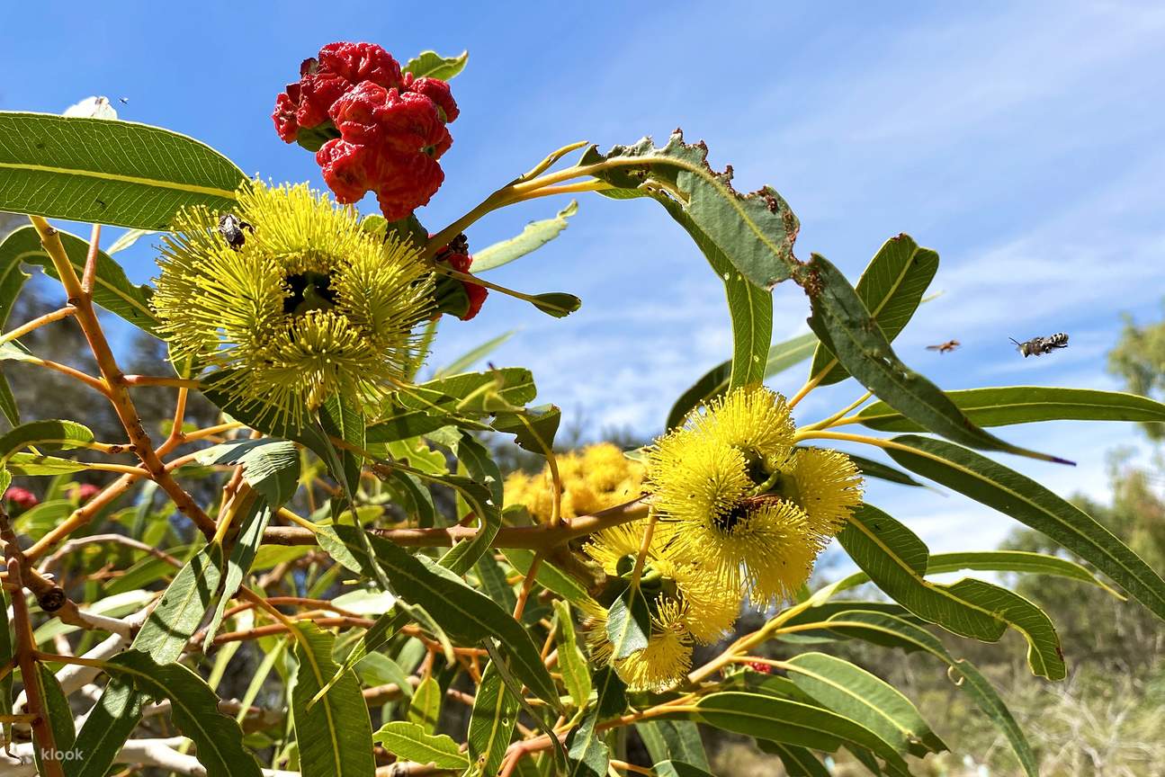 曼杜拉墨累河午餐游船