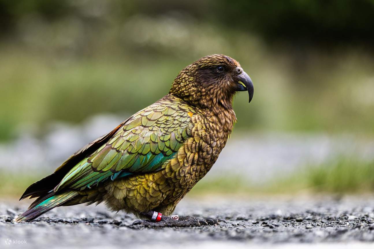 Milford Sound бизнес-класса - RealNZ/Altitude Tours