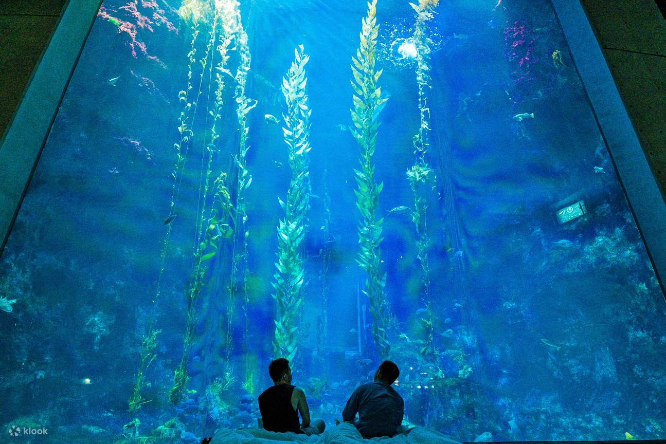 夜の水族館にお泊まり