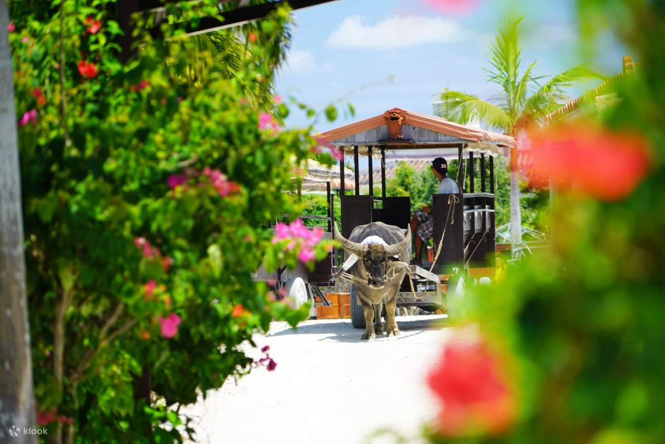 竹富島水牛車 午後発半日ツアー 石垣島発 グラスボートオプション付き 主要ホテル無料送り付き Klook 日本