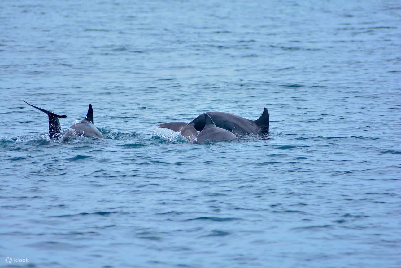 Nếu may mắn, bạn có thể nhìn thấy cá heo giữa các đảo của Phi Phi và Phuket
