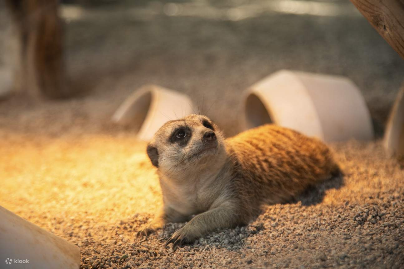 宜蘭 | 水岸森林物語動物園區
