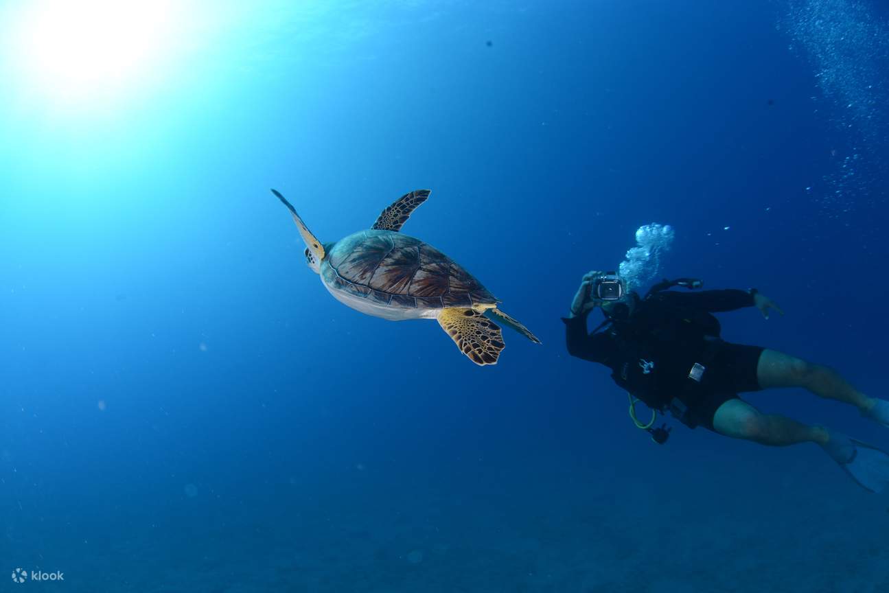 アンタルヤ／ケメル：スキューバダイビング（送迎、昼食、2回のダイビング付き）