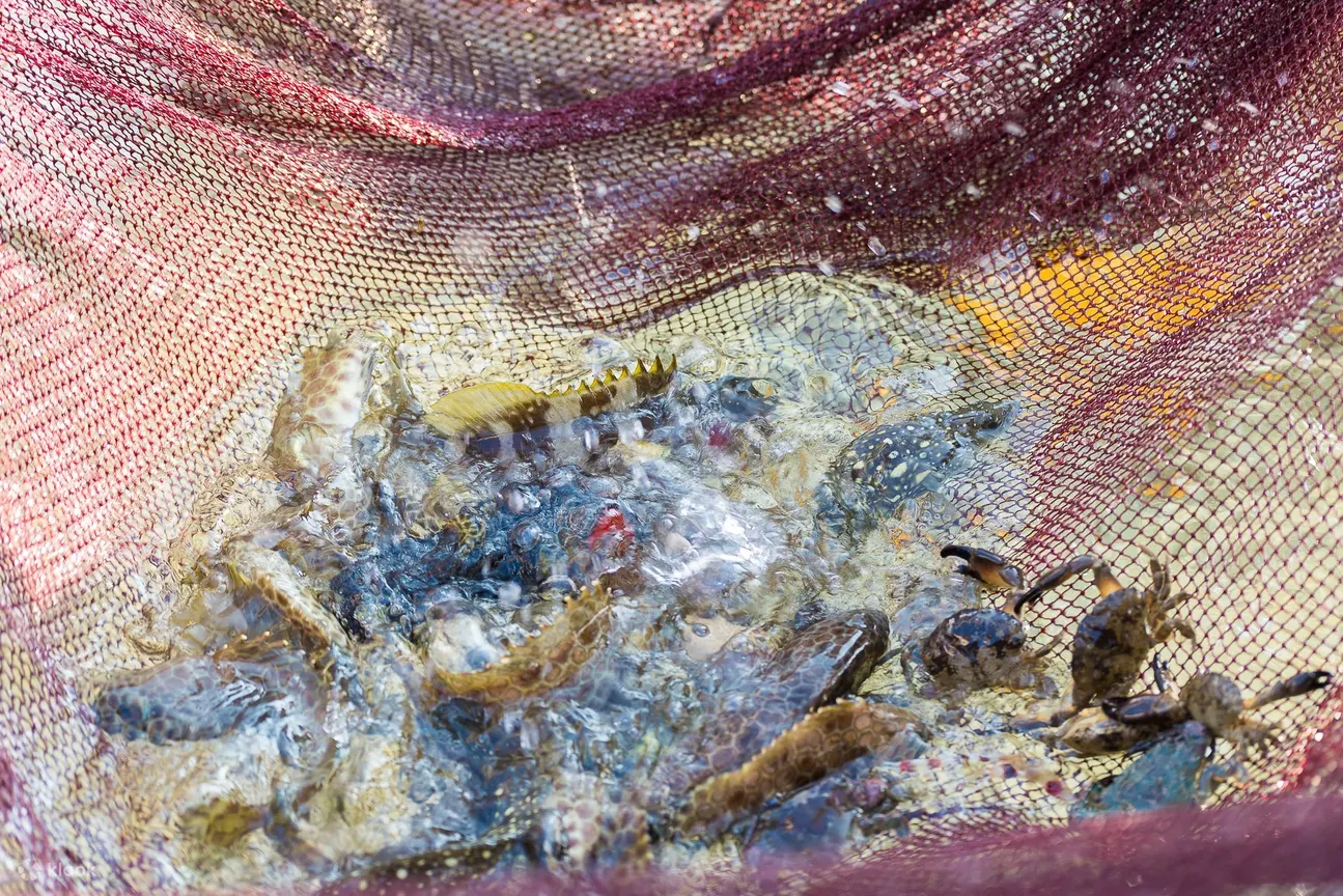 澎湖现抓石斑鱼体验