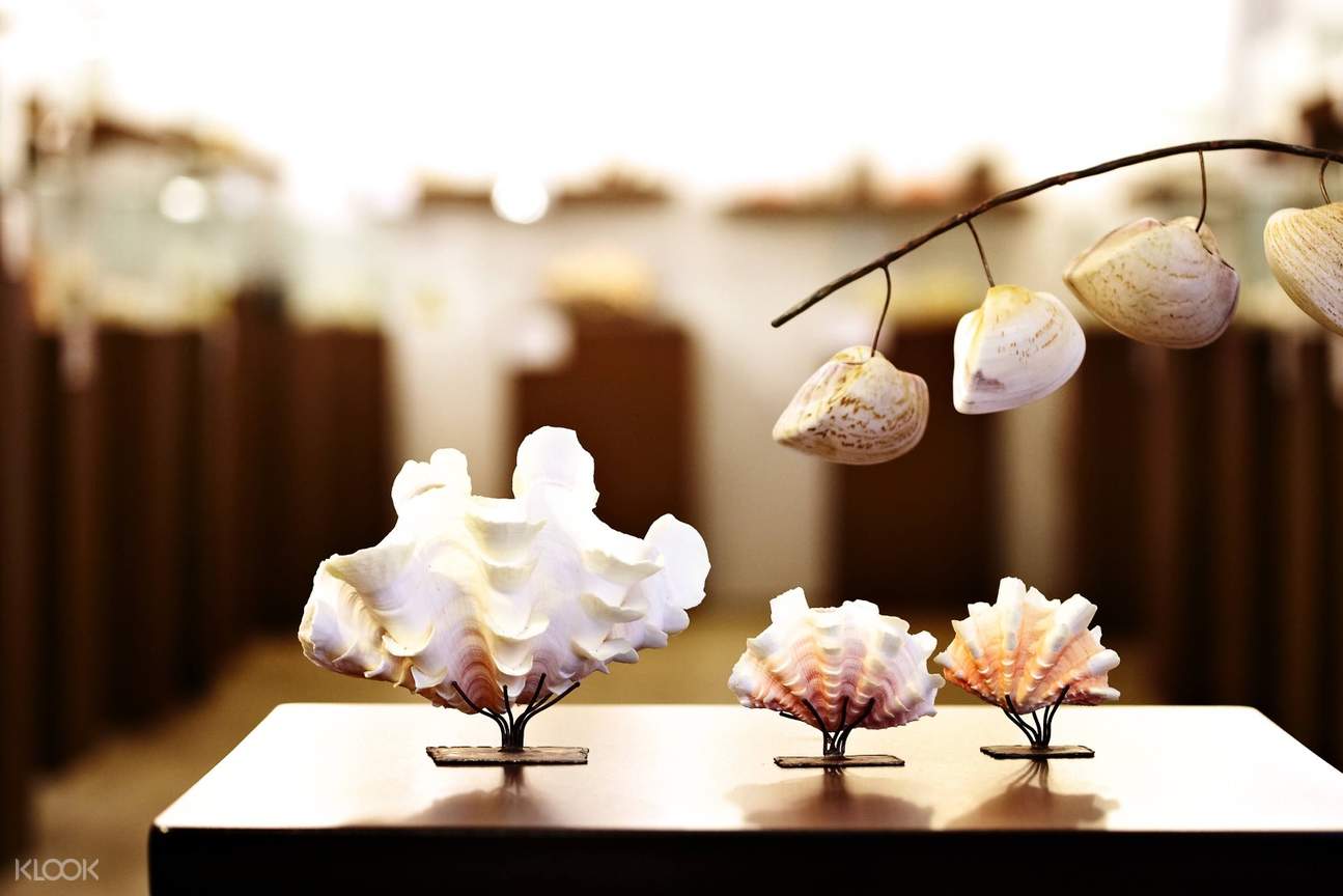 World Seashell Museum Admission Ticket Klook New Zealand