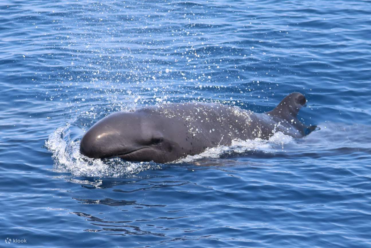 Walbeobachtungstour mit dem Boot in Hualien