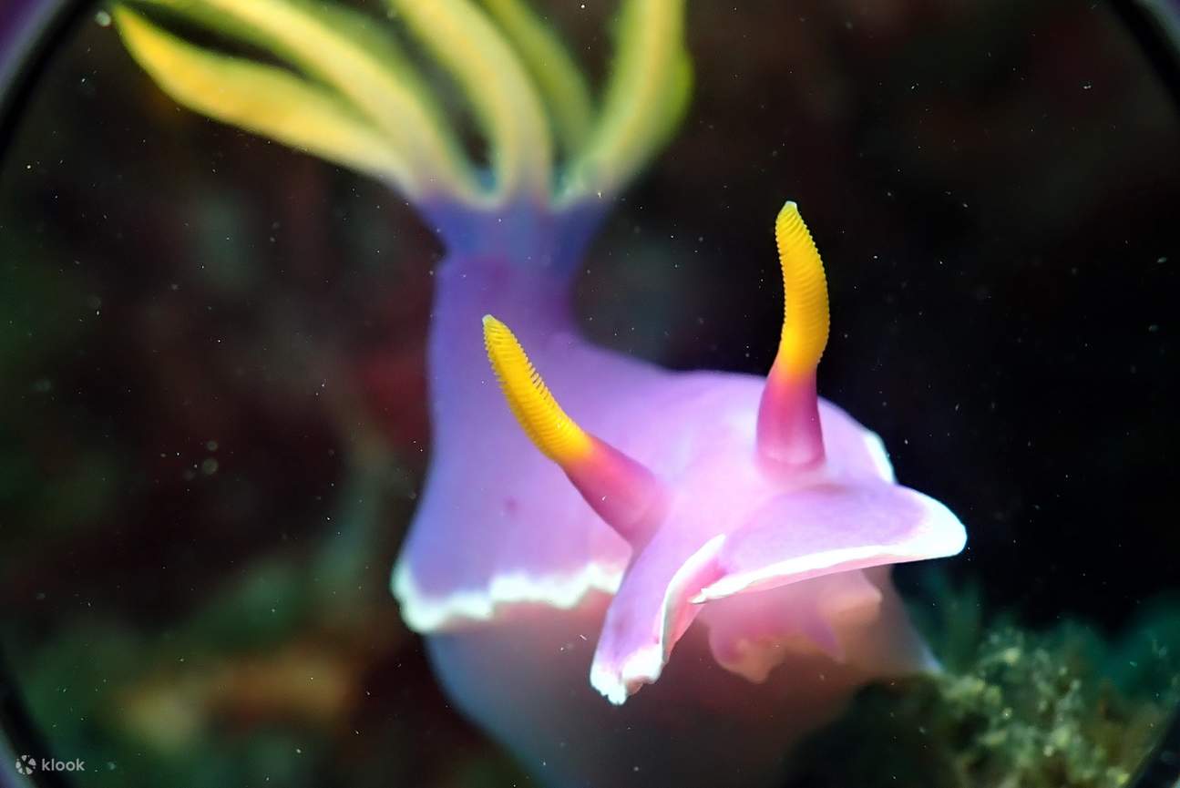 discover-underwater-paradise-full-day-dive-trip-to-apo-island-with-a