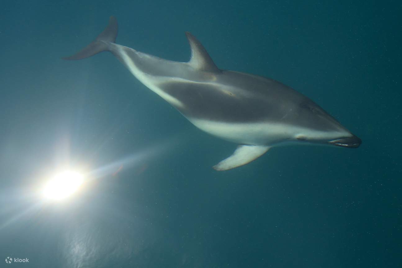 Crociera alla scoperta della fauna marina