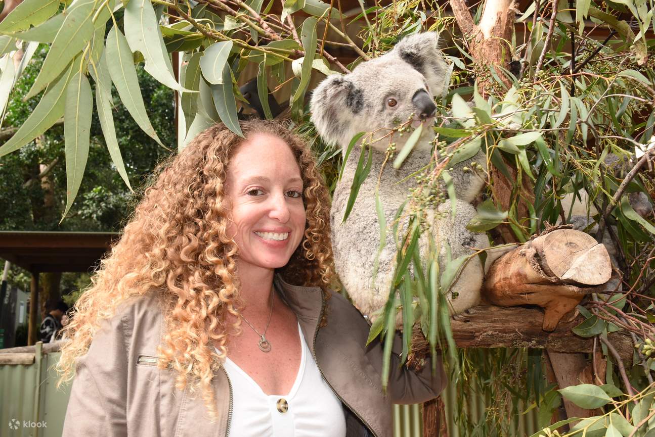Uno dei momenti salienti dell'incontro include la possibilità di aiutare i guardiani a disporre le foglie di eucalipto giornaliere dei koala nei loro contenitori per il cibo, seguita da un'interazione privata con questi affascinanti animali.