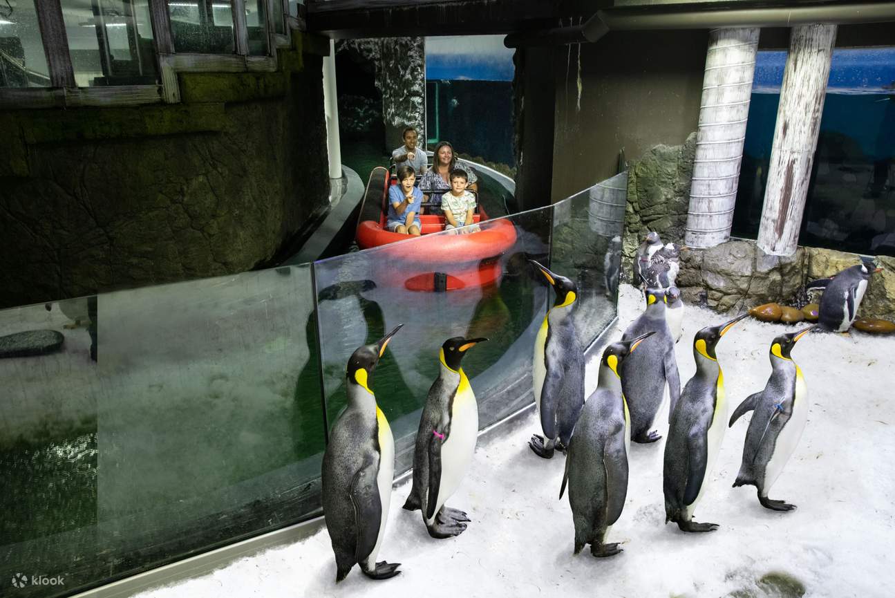 penguins boat ride
