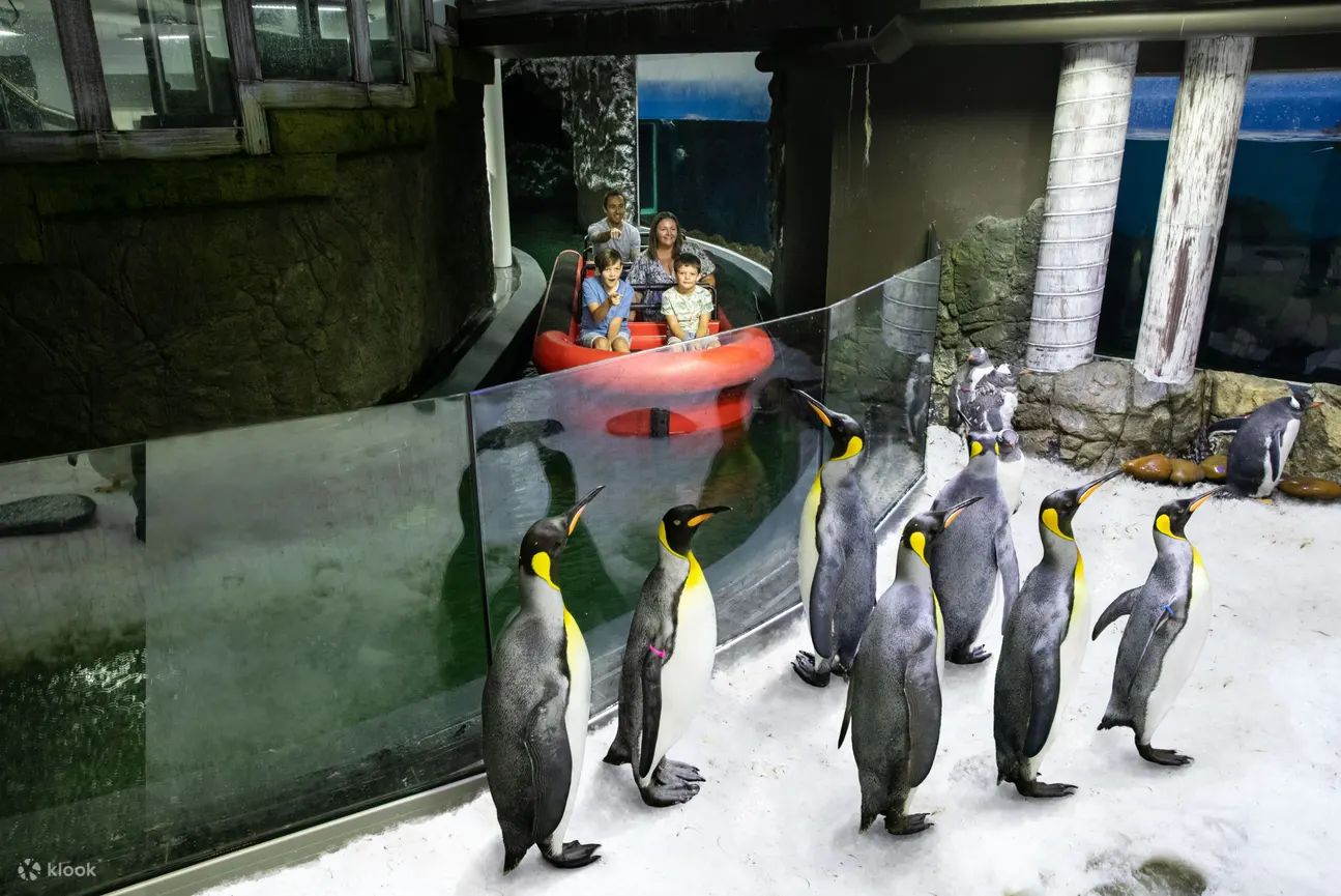 雪梨水族馆 - 雪梨水族馆企鹅船之旅