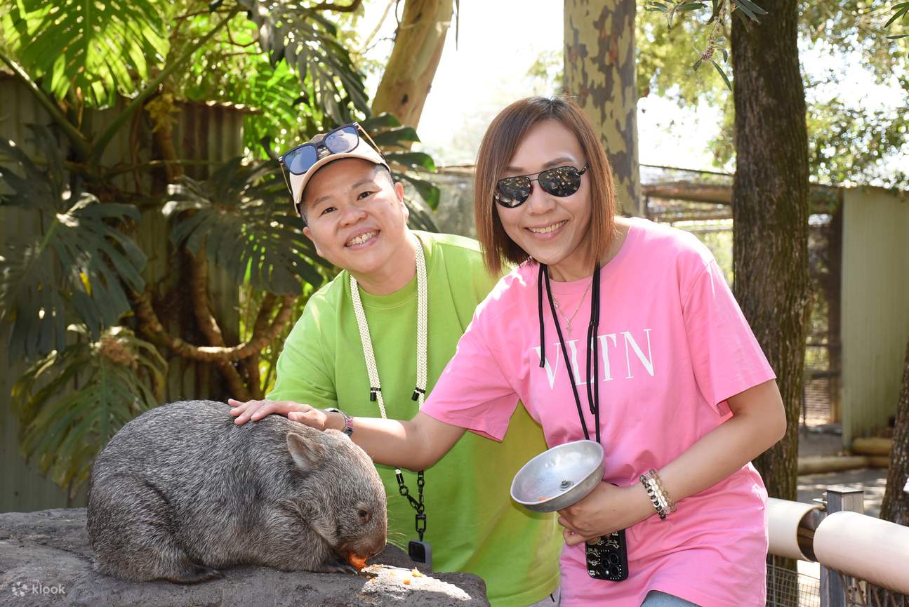 Vieni a conoscere il nostro irresistibilmente tenero giovane Vombato comune al Featherdale Sydney Wildlife Park!
