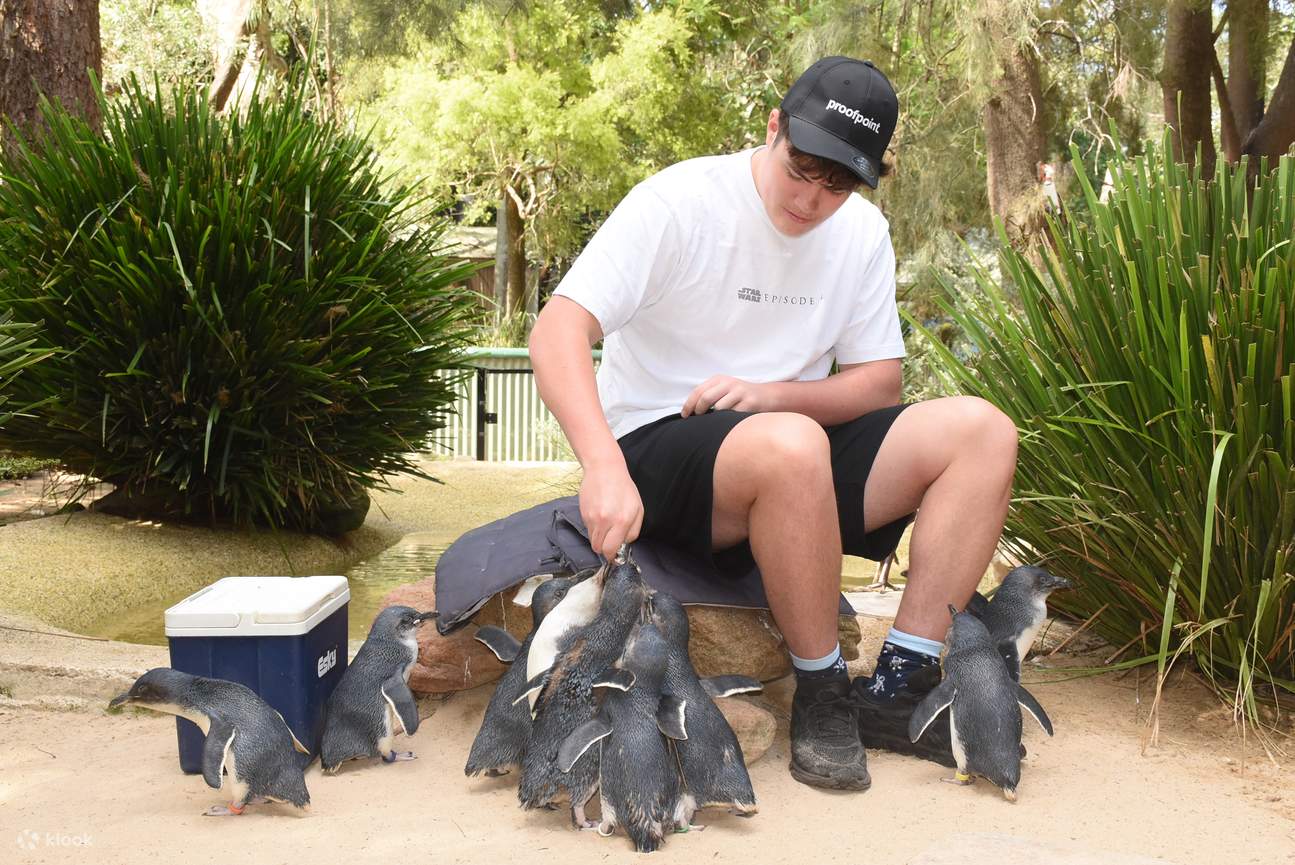 Incontra il Pinguino minore blu – la specie di pinguino più piccola sulla Terra. Goditi l'opportunità di interagire con questi affascinanti uccelli marini durante il nostro nuovo Penguin Encounter.