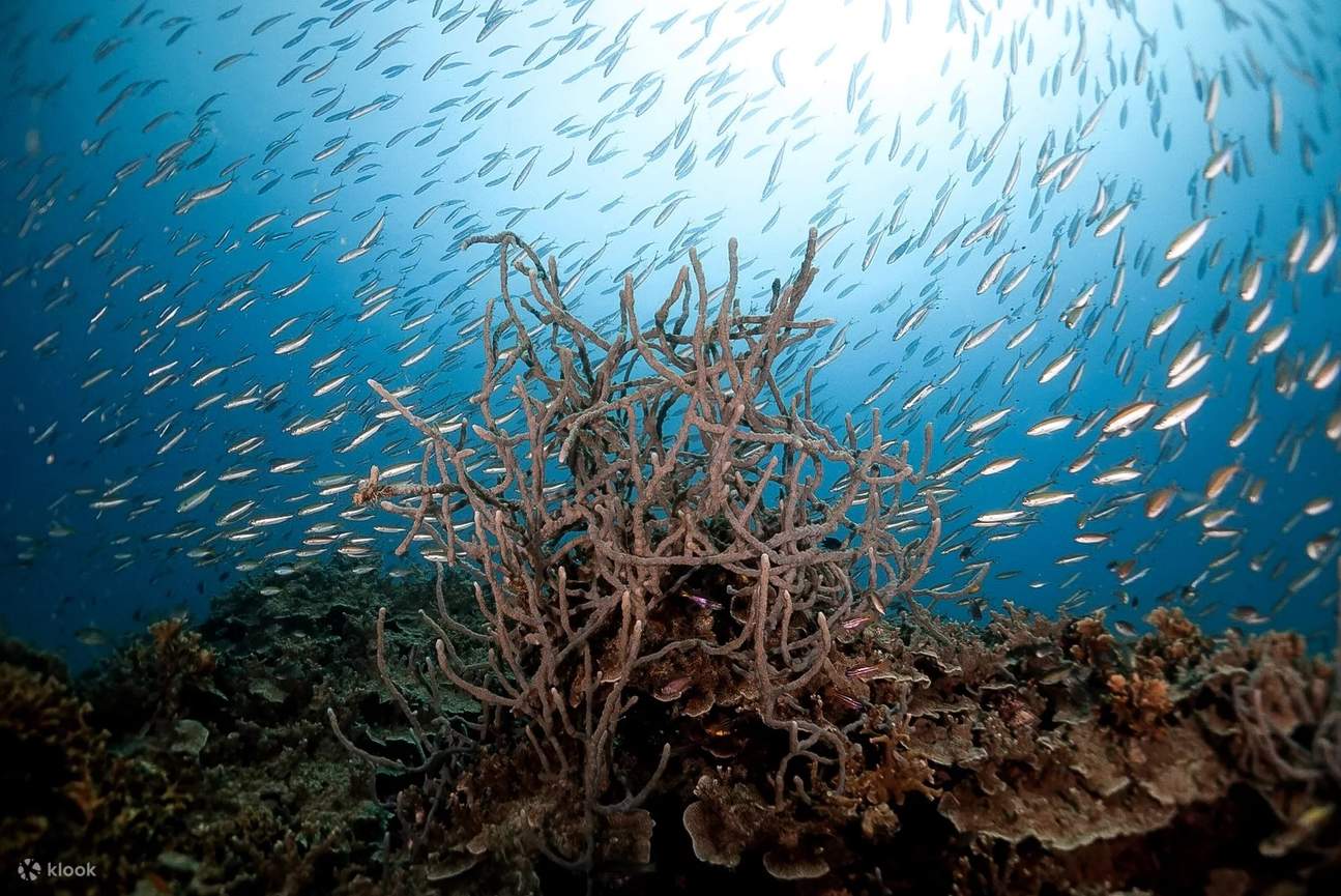 Nâng cao kỹ năng lặn của bạn với Khóa học Nâng cao của chúng tôi ở Tioman, nơi mỗi lần lặn sẽ mở ra những chiều sâu mới của khám phá dưới nước