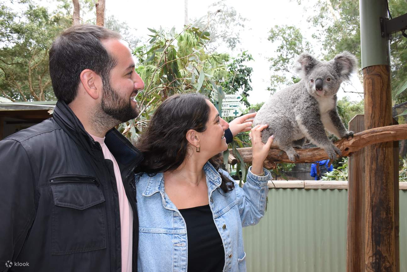 Durante il Koala Kindy Encounter, potrete godere di un'esperienza unica e memorabile, incluso l'accesso esclusivo ai recinti dei koala di Featherdale