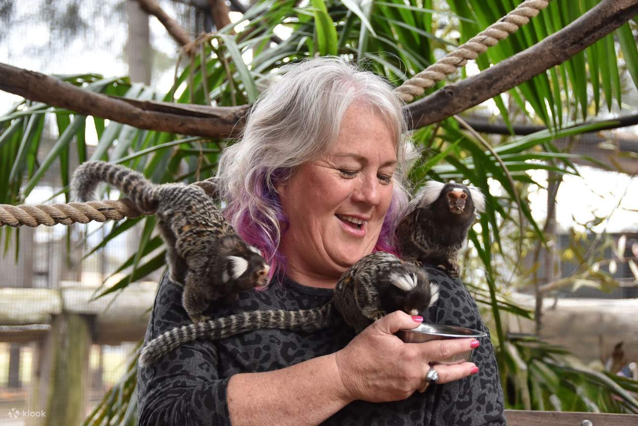 Nuestros enérgicos titíes comunes siempre están emocionados de conocer nuevos amigos, ¡y ahora puedes entrar directamente en su mundo! Únete a la diversión dentro de su hábitat para un encuentro cercano con los titíes como ningún otro.