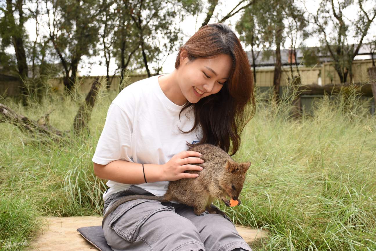 Entra nel loro habitat per un incontro ravvicinato indimenticabile. Dai da mangiare a mano a questi amichevoli marsupiali e osserva le loro personalità sfacciate risplendere.