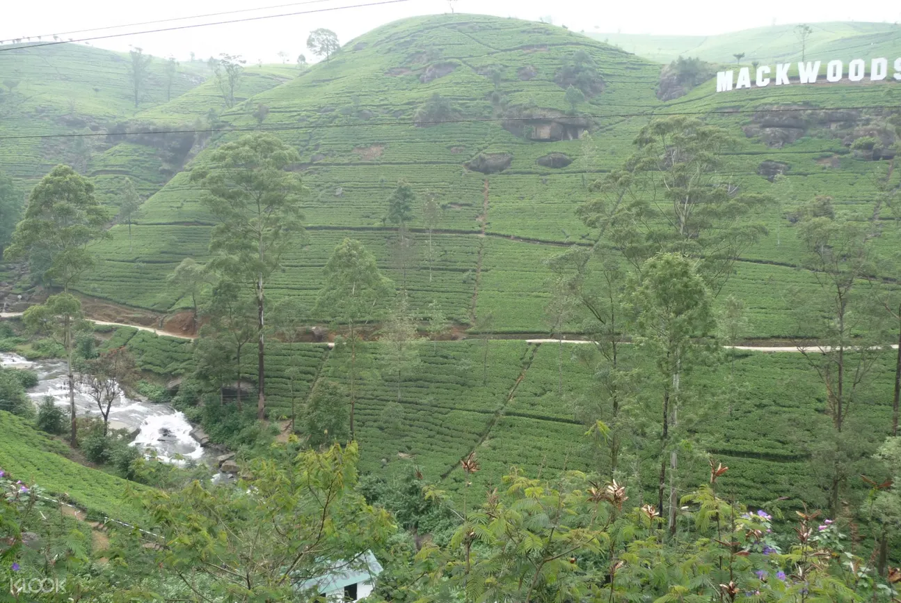 mackwoods茶葉種植園