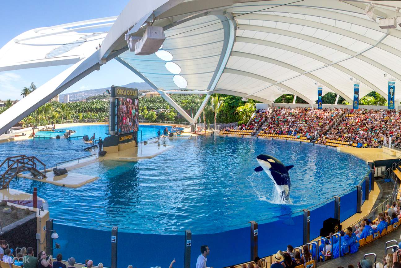 Loro Parque E Siam Park Plan Your Visit At Loro Parque TUGY
