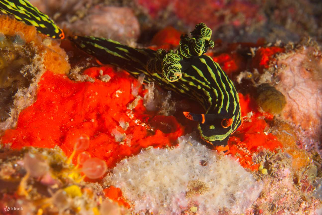 Perjalanan sehari ke Gato Island