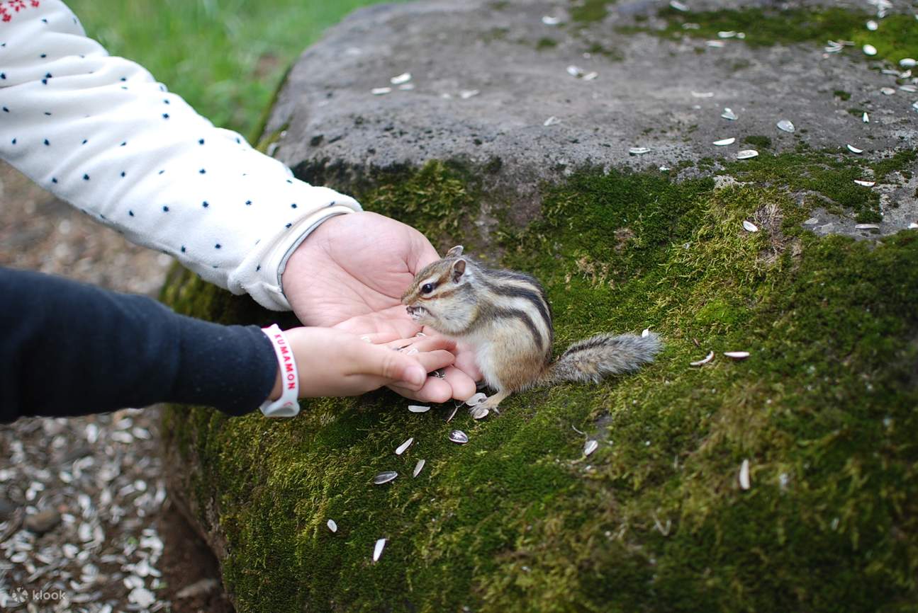Mt. Tengu Seilbahn Hin- und Rückfahrt Ticket 