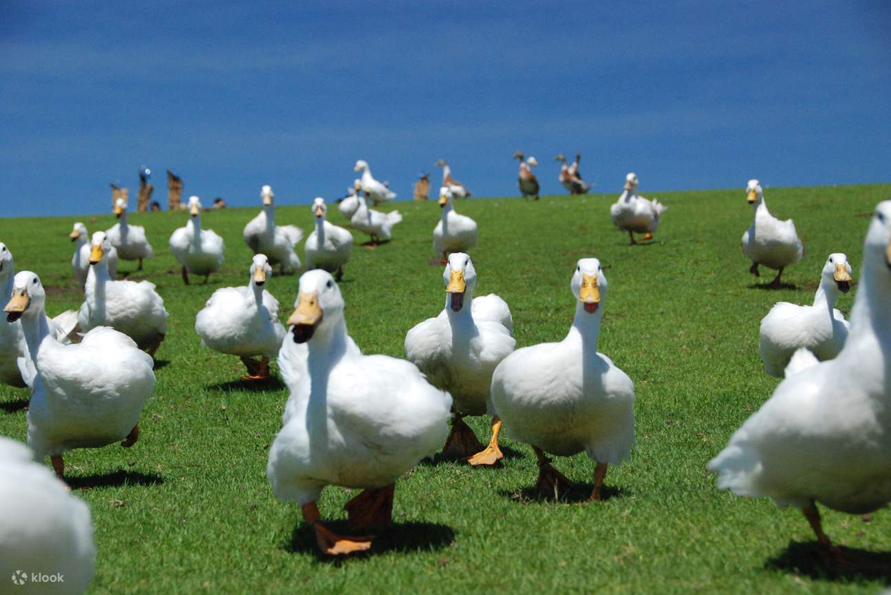 Mother Farm in Chiba & Kamogawa Sea World & Tokyo Bay Sunset Day Trip ...