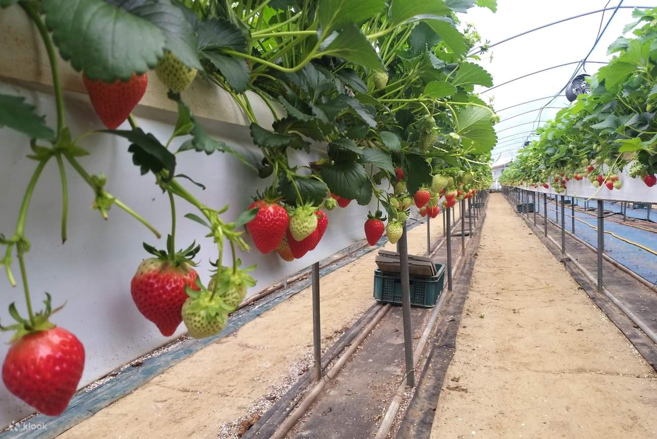 Nonsan Strawberry Farm and Jeonju Hanok Village Day Tour Klook New