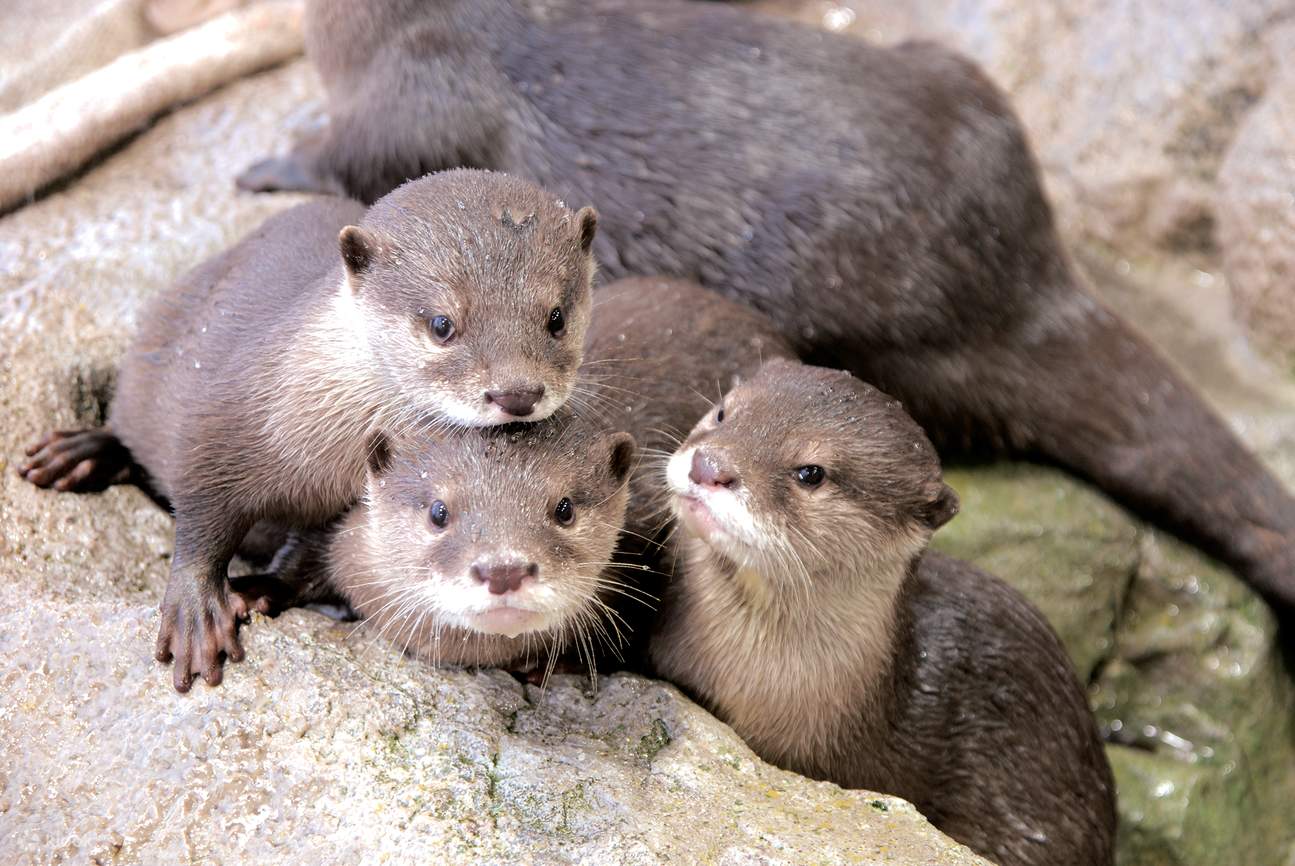 Enoshima Aquarium Ticket in Fujisawa