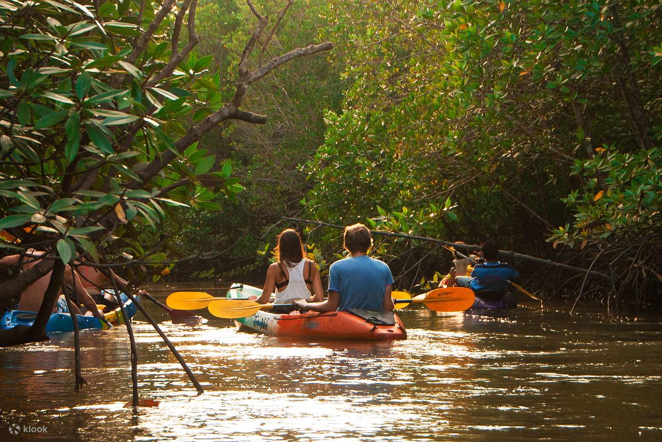 Krabi: Mangrove Kayak x Elephant Shelter Tour with Private Transfer