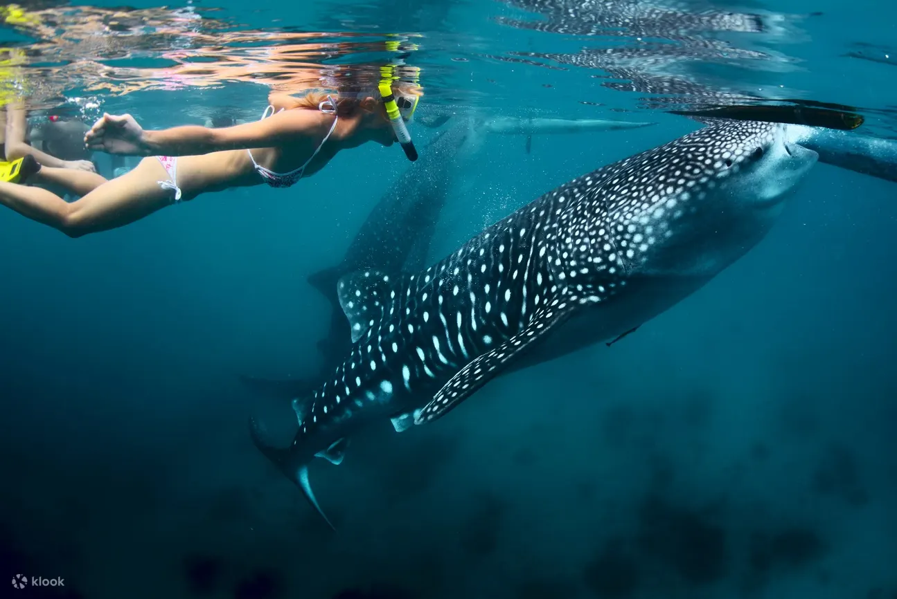 diver swimming on the surface with a whale shark seen in the background