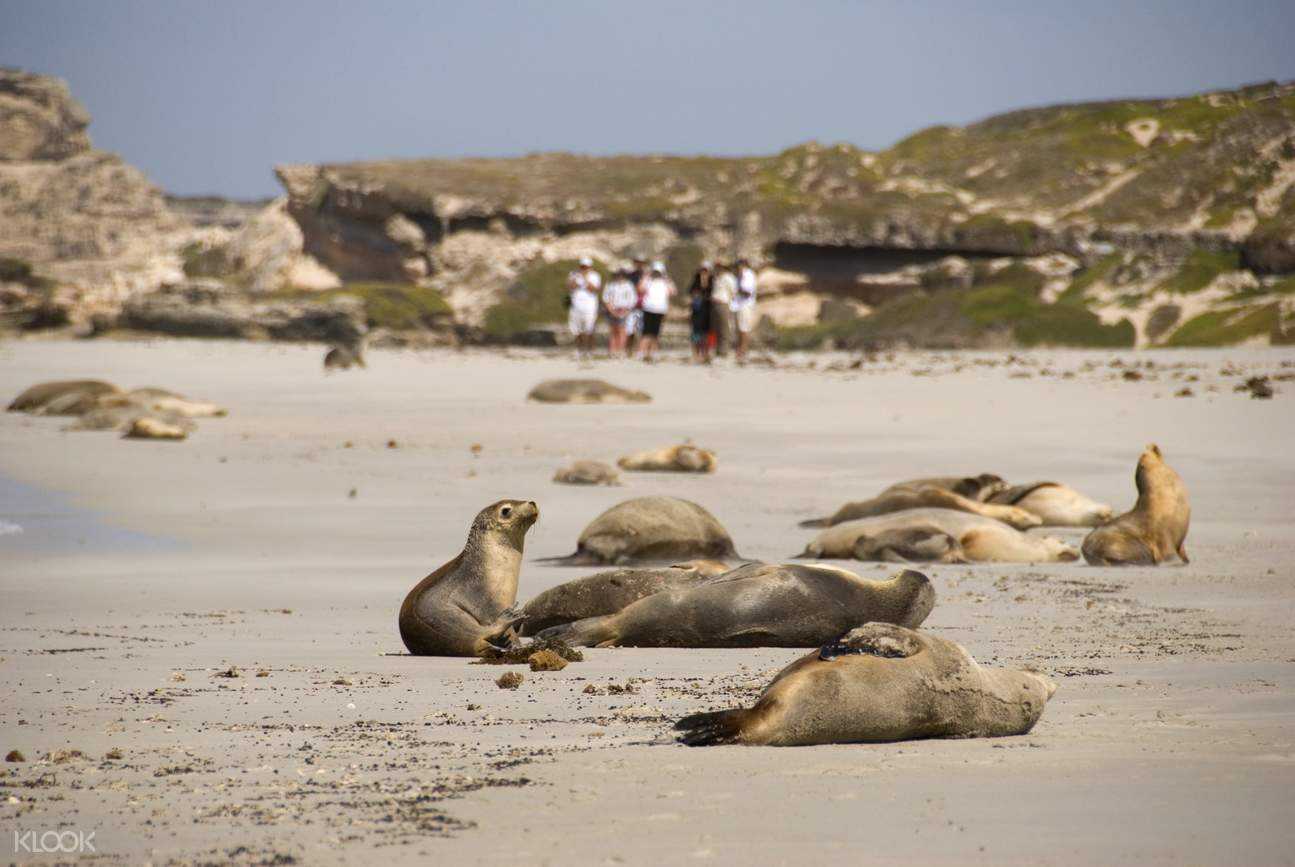 Seal Bay Discovery Day Tour from Adelaide Klook Australia
