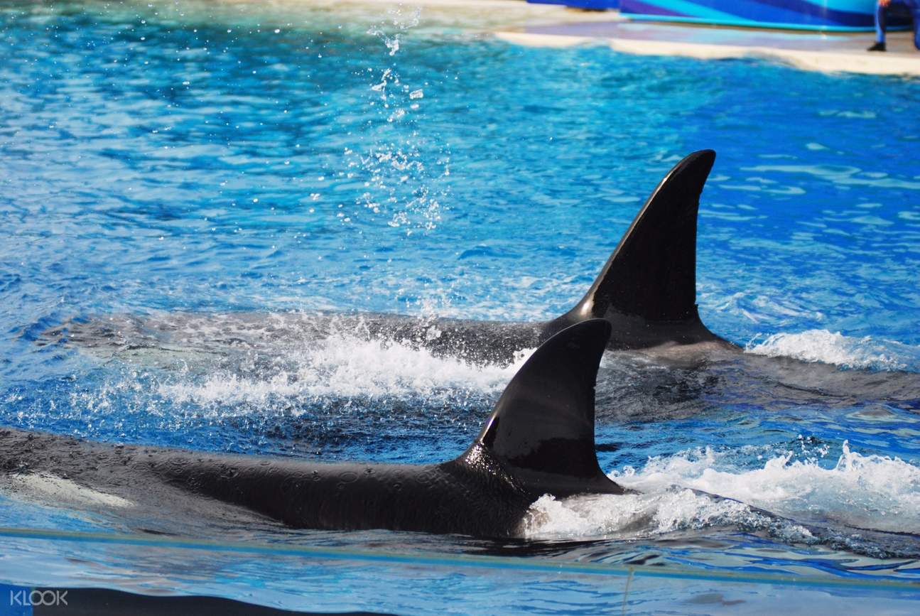 Lunch With Orcas at SeaWorld San Diego, USA